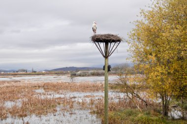Salburua park, vitoria, Bask Ülkesi (İspanya)