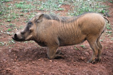 bir erkek warthog closeup portresi