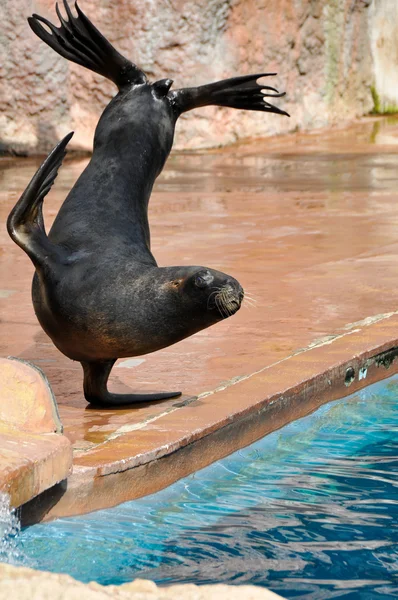 Sea Lion в морском шоу — стоковое фото