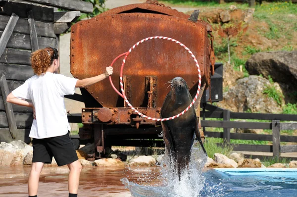 Sea Lion jumping between a hoop — Stock Photo, Image