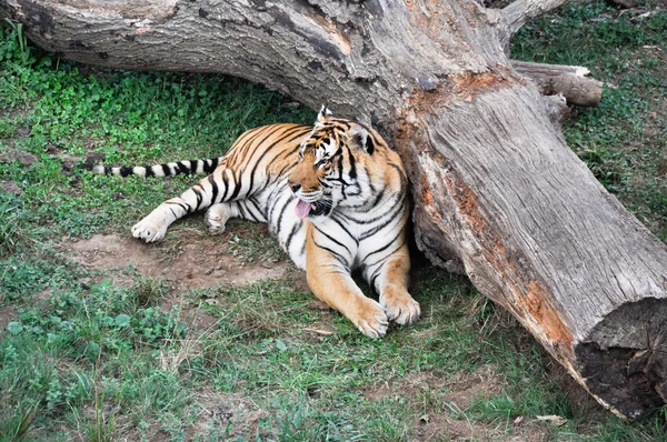 Tigre de bengala — Fotografia de Stock