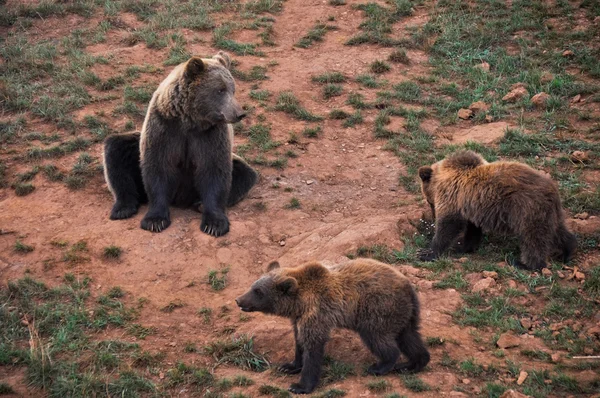 Kvinnliga europeisk brunbjörn och cub — Stockfoto