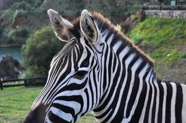 Zebra close-up retrato — Fotografia de Stock