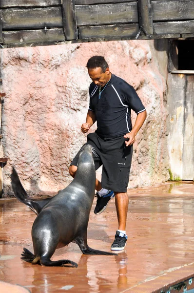 Sea Lion in a marine show — Stock Photo, Image