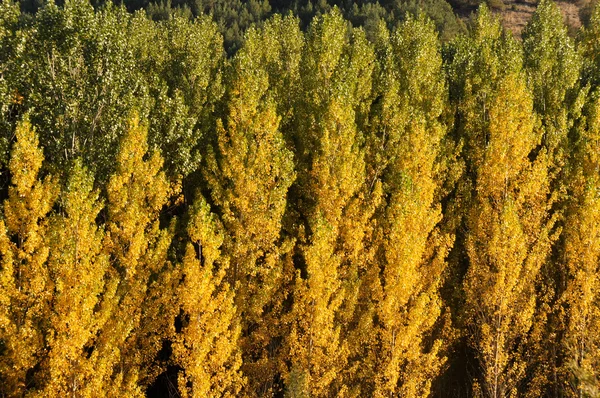 Bosque de álamos, Parque Natural de la Serranía de Cuenca (España) ) — Foto de Stock