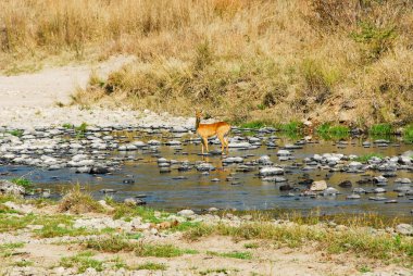 Impala, North Lwanga National Park (Zambia) clipart