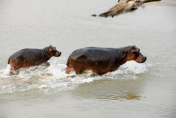Hippos, Parque Nacional do Lwanga do Norte (Zâmbia ) — Fotografia de Stock