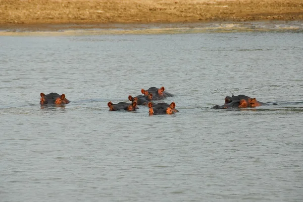 Hippos, Parque Nacional do Lwanga do Norte (Zâmbia ) — Fotografia de Stock