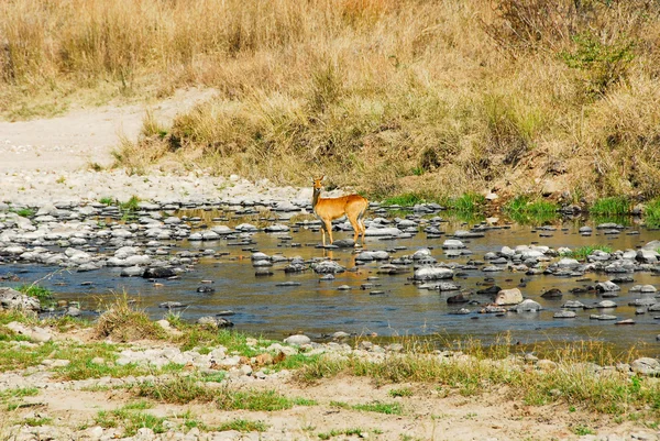 Impala, Parque Nacional do Lwanga do Norte (Zâmbia ) — Fotografia de Stock