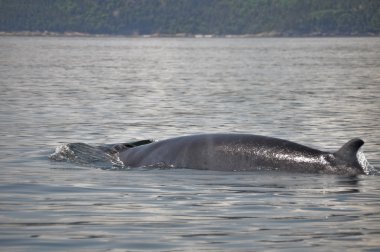 Oluklu balina, st lawrence Nehri, quebec (Kanada)