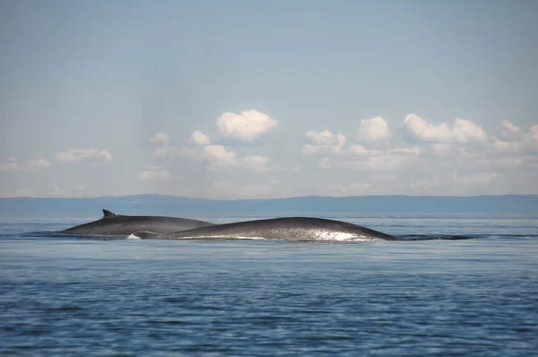 Fin whales, St Lawrence river, Quebec (Canada) — Stock Photo, Image