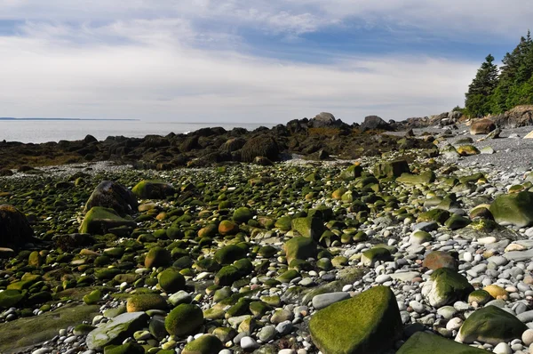 Quoddy Head State Park, Maine (EUA) ) — Fotografia de Stock