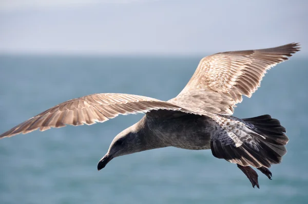 海鸥在飞行中，圣莫尼卡 （美国) — 图库照片
