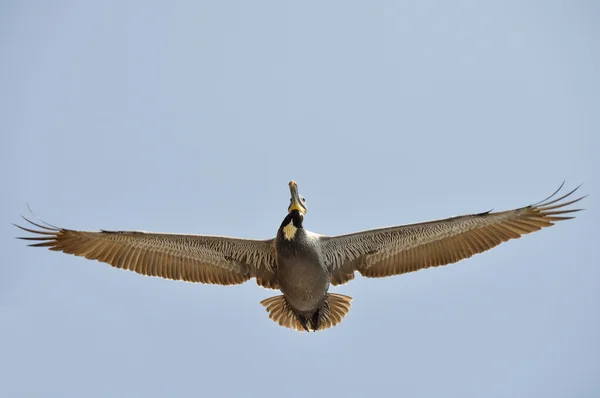 Pelican under flygning på malibu beach, Kalifornien — Stockfoto