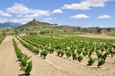 davalillo Kalesi, la rioja (İspanya yakınındaki üzüm bağları)