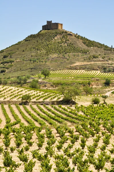 Weinberge in der Nähe der Burg von Davalillo, la rioja (Spanien)) — Stockfoto