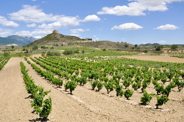Szőlőültetvények davalillo vár, la rioja (spanyol közelében) — Stock Fotó
