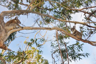 Koalas in cape Otway reserve, Victoria, Australia clipart