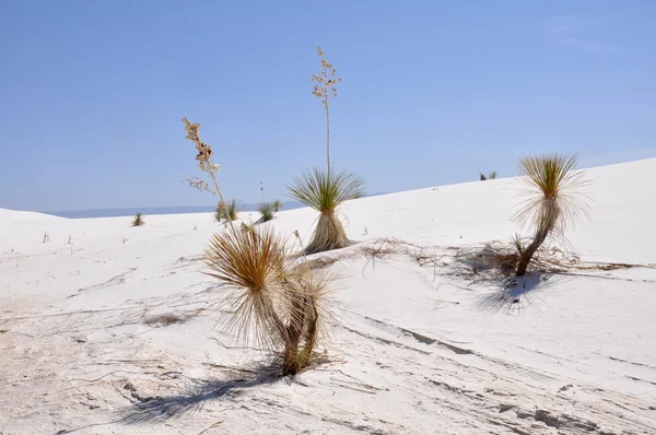 Witte zand nationaal monument, new mexico (VS) — Stockfoto