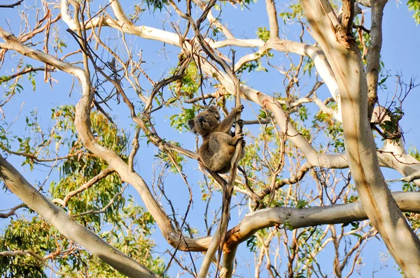 Koala in de cape otway reserve, victoria (Australië) — Stockfoto