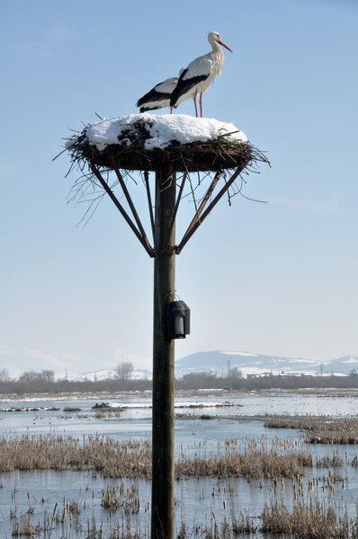 White storks on a nest, Salburua park, Vitoria(Spain)
