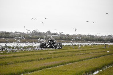 Ebro Delta (İspanya Paddy alanında)