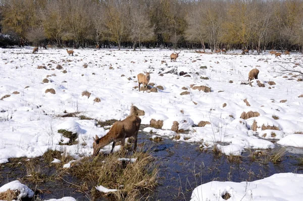 Herd of deer at Salburua park, Vitoria (Spain) — Stock Photo, Image