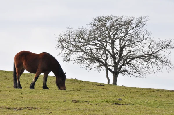 Cavalo no prado Gorbea, País Basco (Espanha ) — Fotografia de Stock