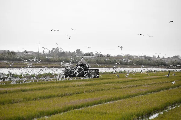 Campo de arroz en el Delta del Ebro (España) ) — Foto de Stock