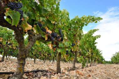 Grapes in a vineyard, La Rioja (Spain) clipart