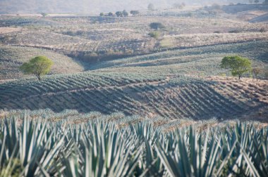 Tekila, jalisco (Meksika alanda Agave)