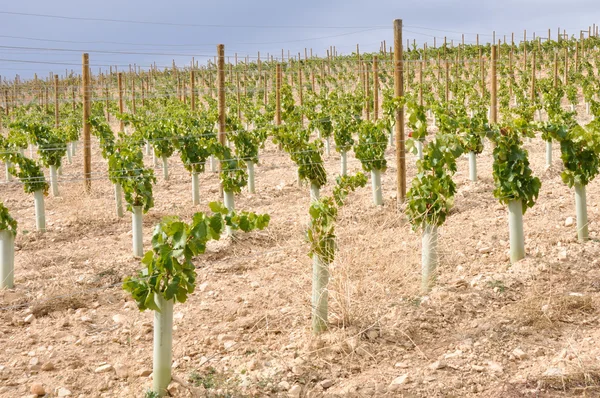 Weinberg an der Rioja (Spanien)) — Stockfoto