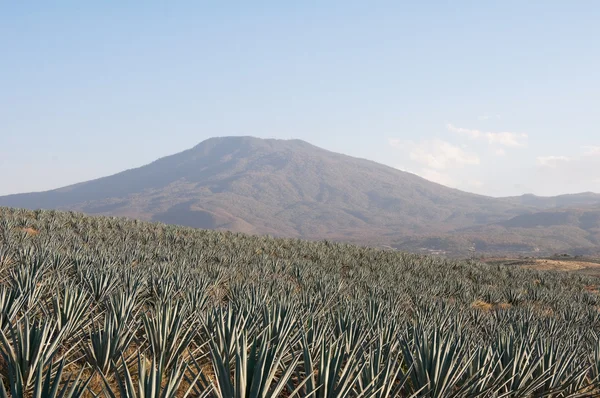 Agave veld in tequila, jalisco (mexico) — Stockfoto