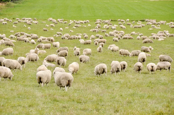 ニュージーランドの羊は — ストック写真