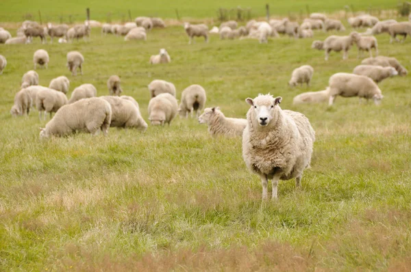 Schapen in Nieuw-Zeeland — Stockfoto