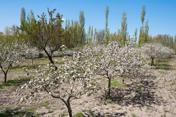 Blühende Bäume, Kappadokien (Truthahn)) — Stockfoto