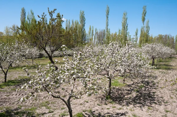 Drzewa w rozkwicie, Kapadocja (Turcja) — Stok fotoğraf