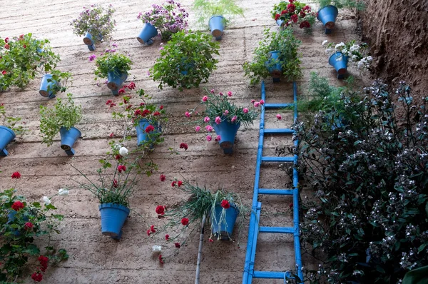 Cordoba, somut olmayan miras insanlık (İspanya avlu) — Stok fotoğraf