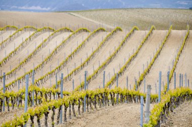 rioja alavesa, Bask Ülkesi (İspanya mahzeninde)