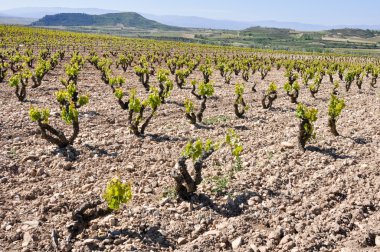 La Rioja (İspanya mahzeninde)