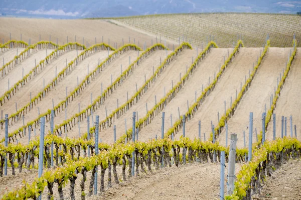 Vinice v regionu rioja alavesa, Baskicko (Španělsko) — Stock fotografie