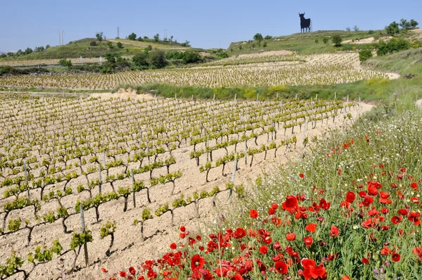 Paysage de La Rioja (Espagne) ) — Photo