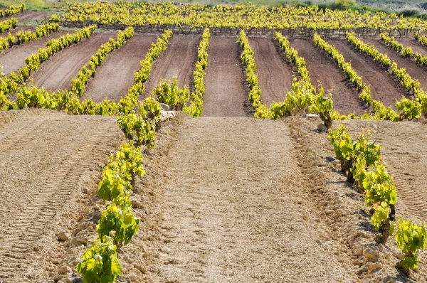 Vingård på La Rioja (Spanien) — Stockfoto