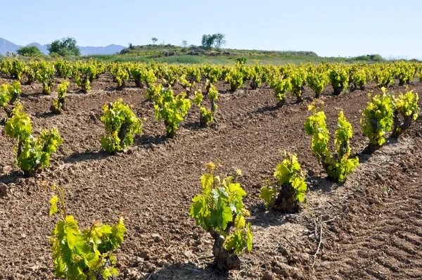 Vineyard at La Rioja (Spain) — Stock Photo, Image