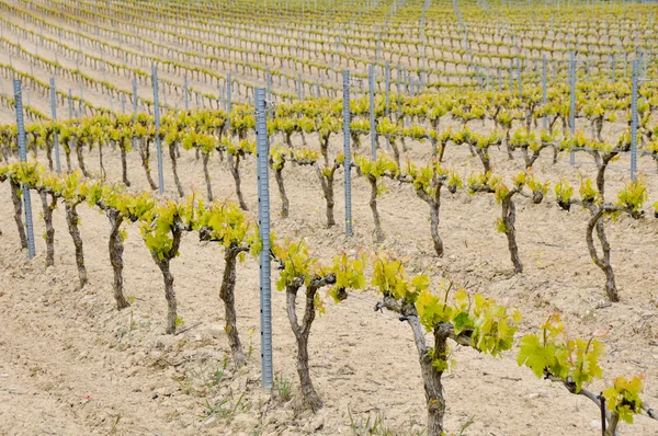 Vignoble à Rioja Alavesa, Pays Basque (Espagne) ) — Photo
