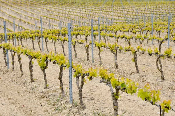 Vinhedo em Rioja Alavesa, País Basco (Espanha ) — Fotografia de Stock