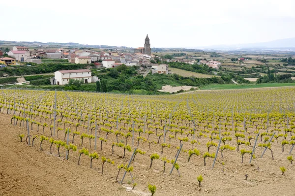 Vignoble et ville de Elvillar, Rioja Alavesa (Espagne) ) — Photo