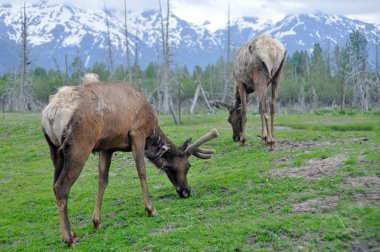 elk, alaska sürüsü