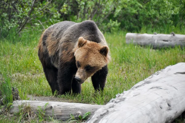 Medvěd grizzly, Aljaška — Stock fotografie