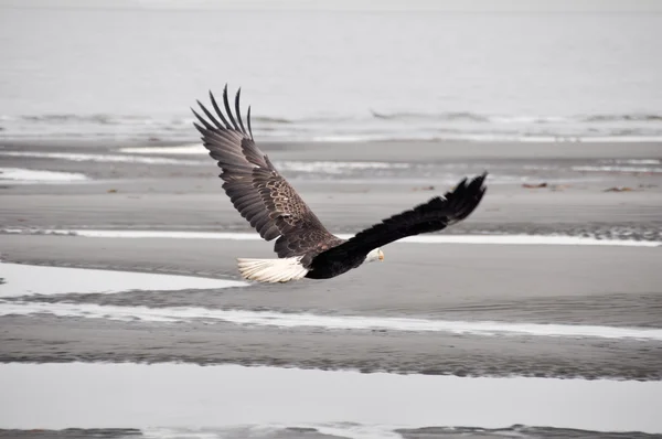 Bald eagle in vlucht, alaska — Stockfoto